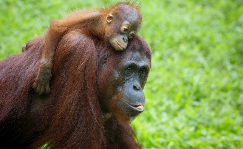 Orangutanlar, emziren kadını hayranlıkla izledi 