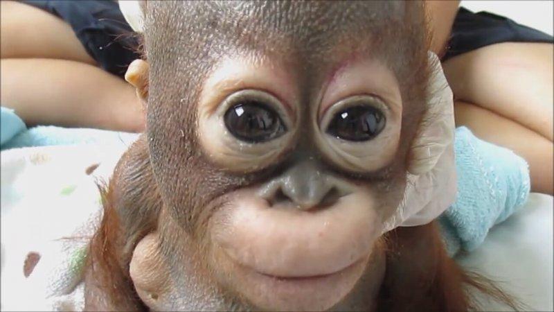 Orangutanlar, emziren kadını hayranlıkla izledi 