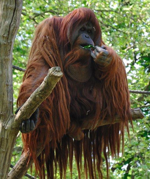 Orangutanlar, emziren kadını hayranlıkla izledi 
