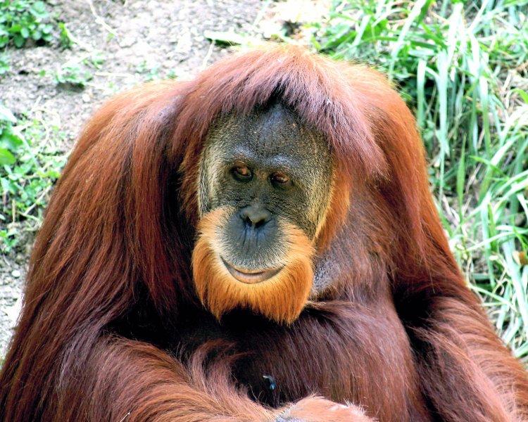 Orangutanlar, emziren kadını hayranlıkla izledi 