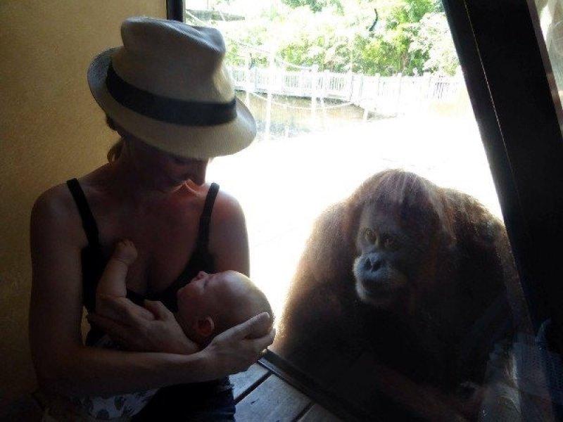 Orangutanlar, emziren kadını hayranlıkla izledi 