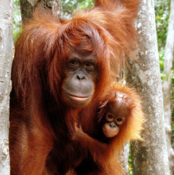 Orangutanlar, emziren kadını hayranlıkla izledi 