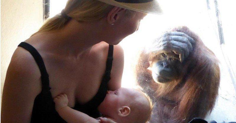 Orangutanlar, emziren kadını hayranlıkla izledi 