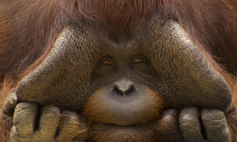Orangutanlar, emziren kadını hayranlıkla izledi 