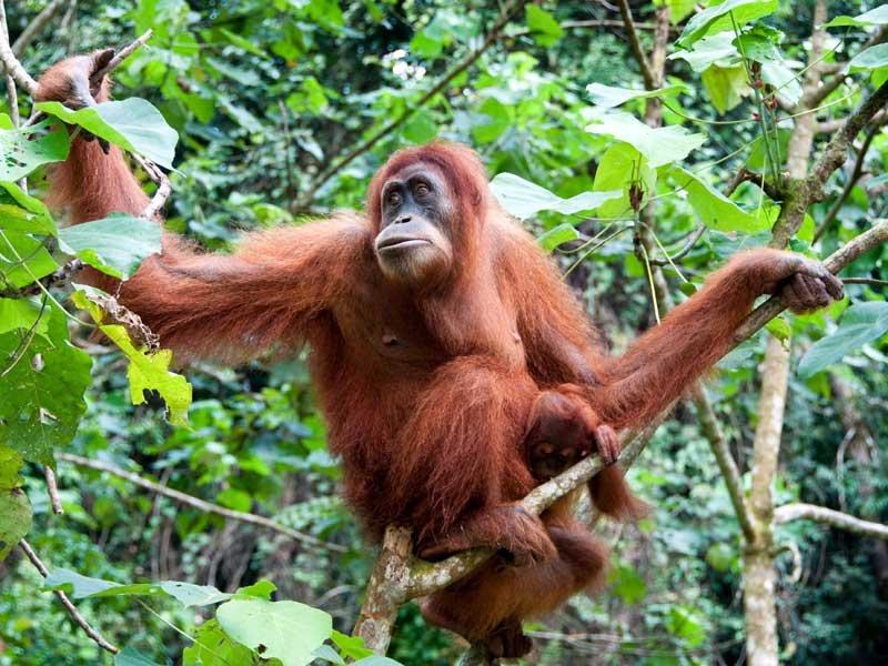 Orangutanlar, emziren kadını hayranlıkla izledi 