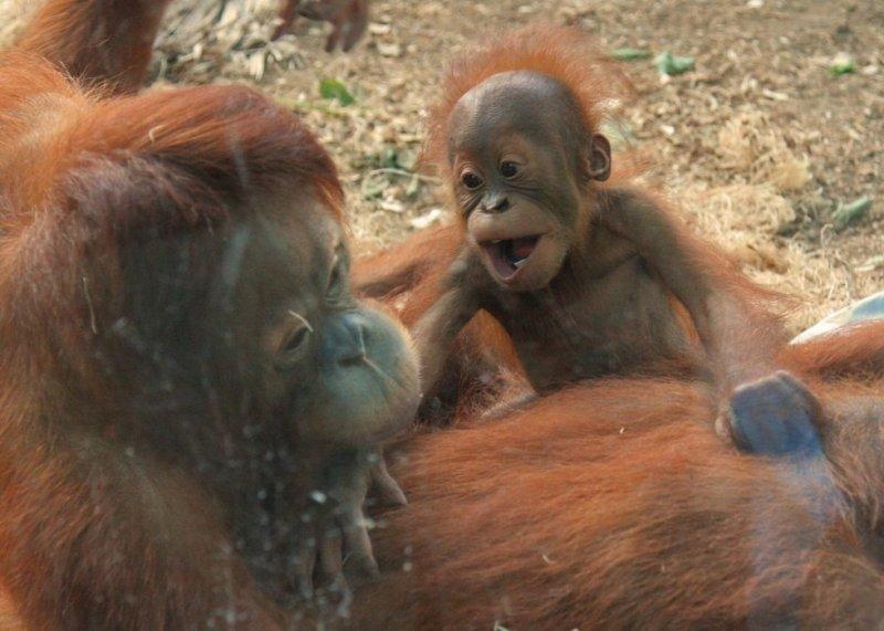 Orangutanlar, emziren kadını hayranlıkla izledi 