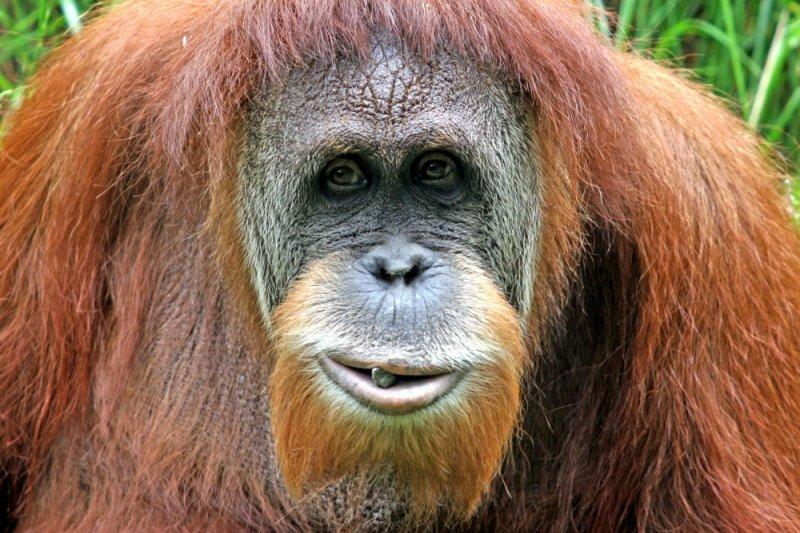 Orangutanlar, emziren kadını hayranlıkla izledi 