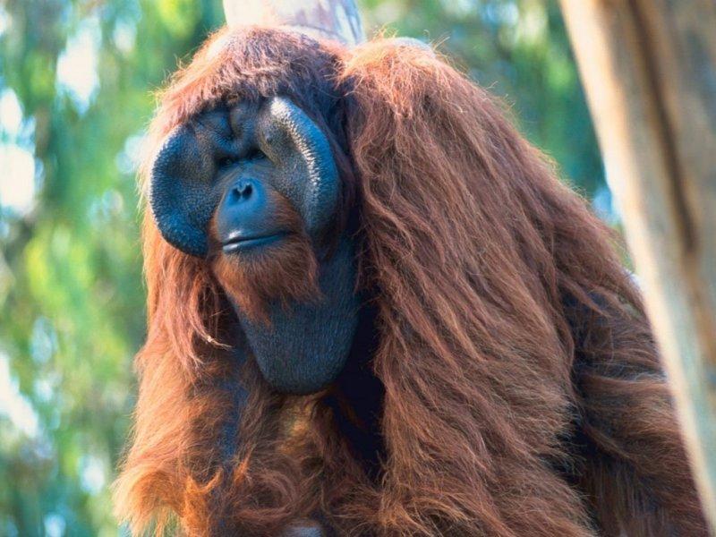 Orangutanlar, emziren kadını hayranlıkla izledi 