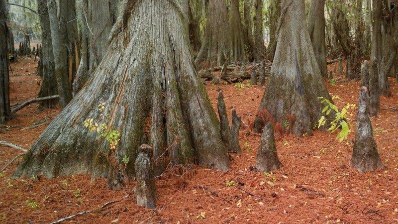 Teksas'ın doğusunda Caddo Gölü hayranlık uyandırıyor 