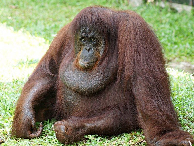 Orangutanlar, emziren kadını hayranlıkla izledi 