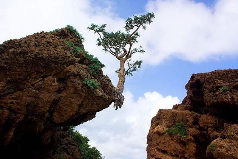 Mutluluk adası Sokotra