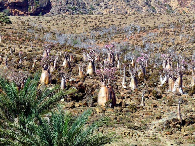 Mutluluk adası Sokotra