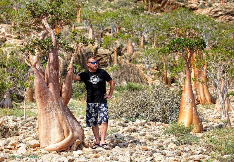 Mutluluk adası Sokotra