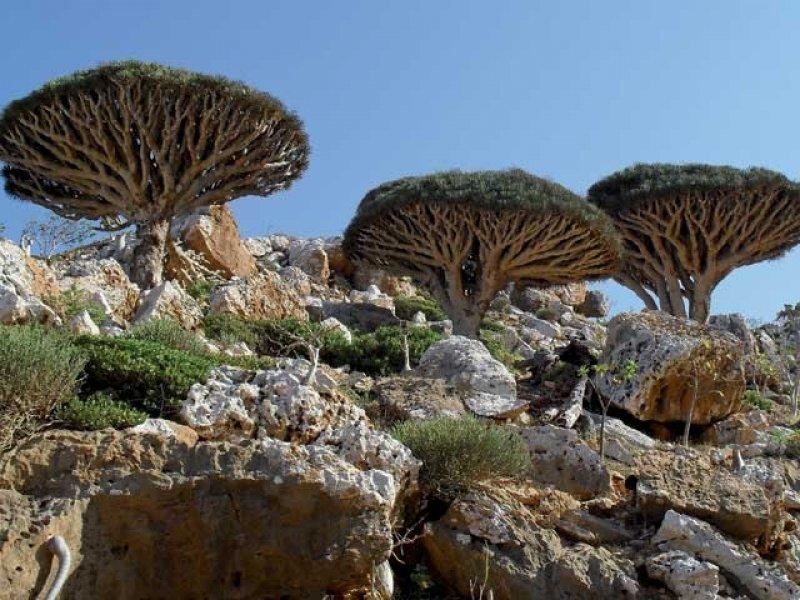 Mutluluk adası Sokotra