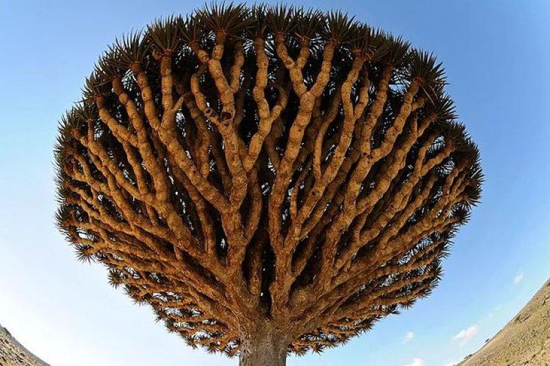 Mutluluk adası Sokotra