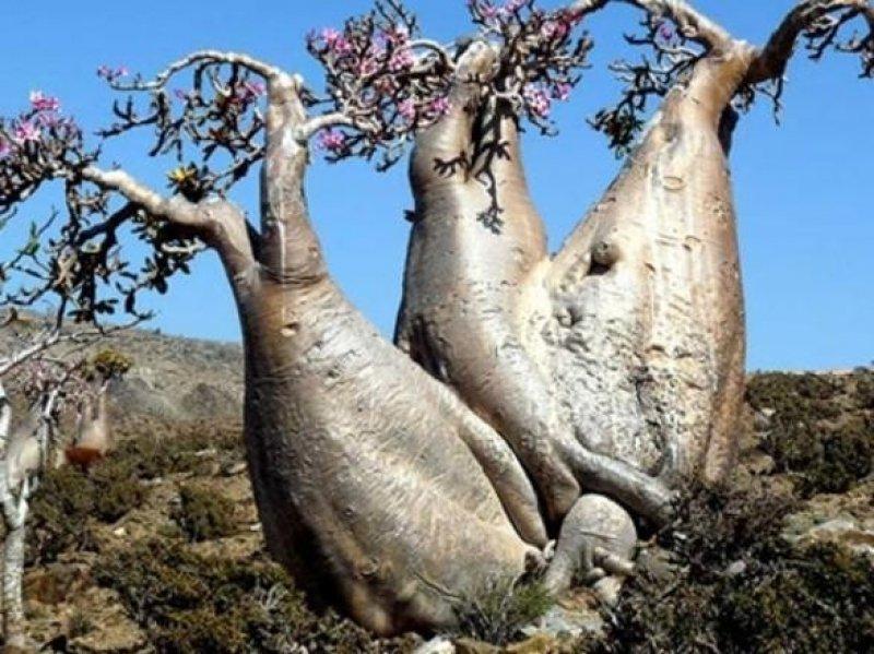 Mutluluk adası Sokotra