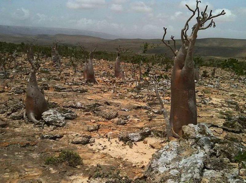 Mutluluk adası Sokotra