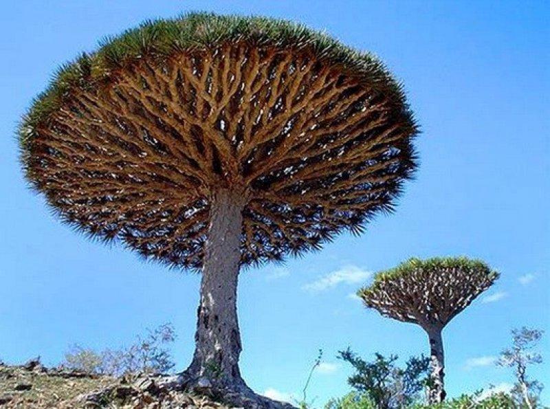 Mutluluk adası Sokotra