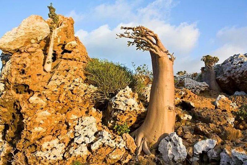 Mutluluk adası Sokotra