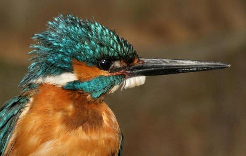 National Geographic Türkiye'den en güzel fotoğraflar 
