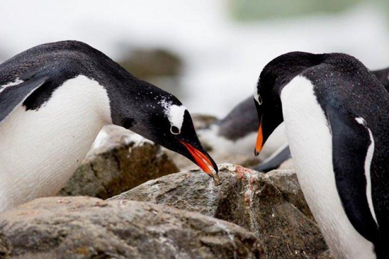 Türk bilim insanları Antarktika’da