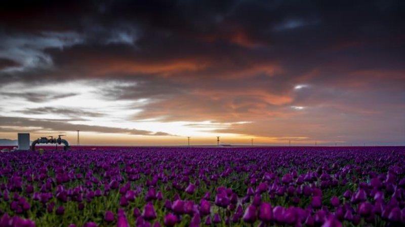 Konya'dan fotoğraf stüdyolarını anımsatan lale tarlası 