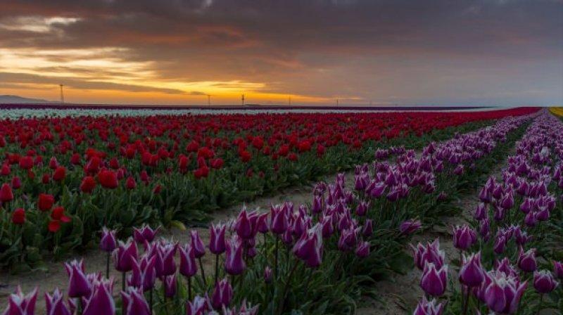 Konya'dan fotoğraf stüdyolarını anımsatan lale tarlası 