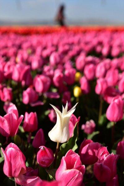 Konya'dan fotoğraf stüdyolarını anımsatan lale tarlası 