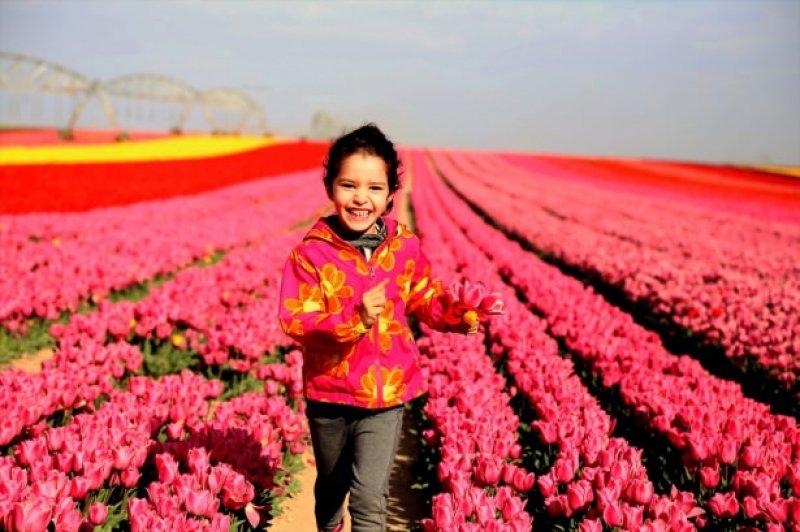 Konya'dan fotoğraf stüdyolarını anımsatan lale tarlası 