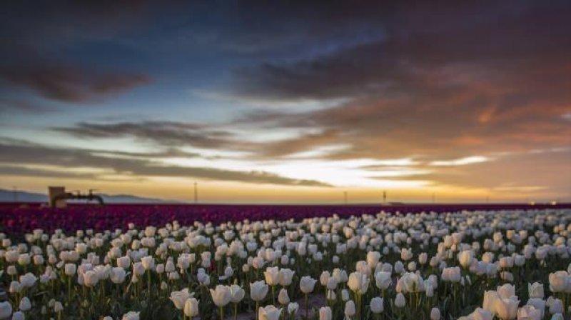 Konya'dan fotoğraf stüdyolarını anımsatan lale tarlası 