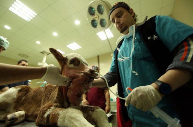 Birbirinden ilginç hayvanlar