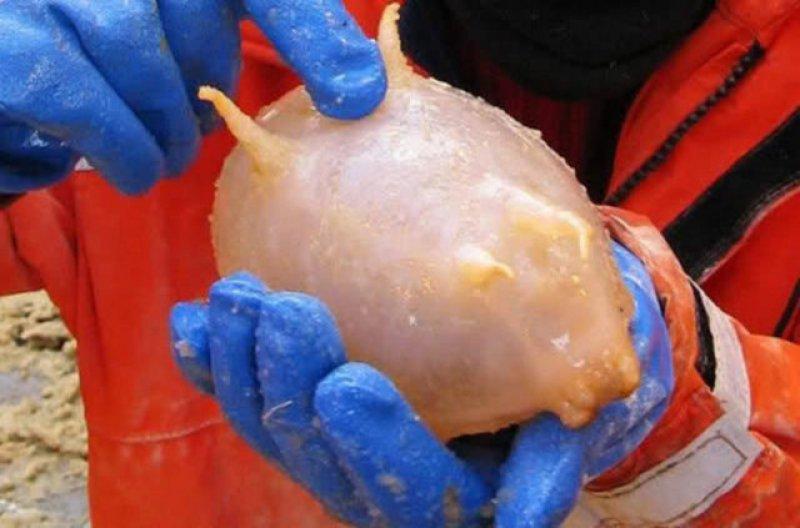 Birbirinden ilginç hayvanlar