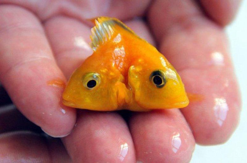 Birbirinden ilginç hayvanlar