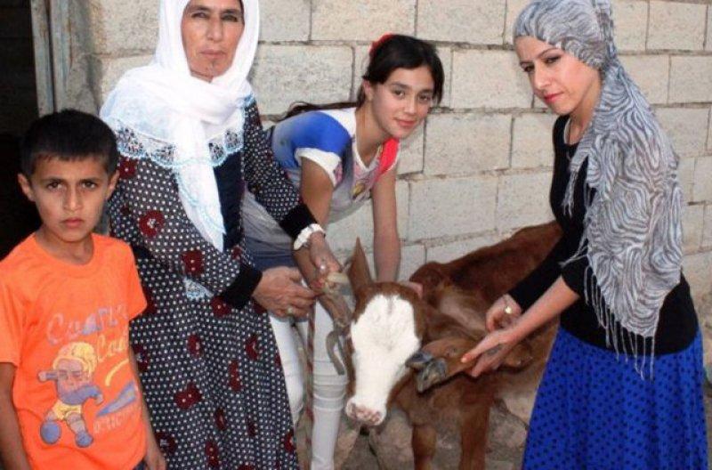 Birbirinden ilginç hayvanlar