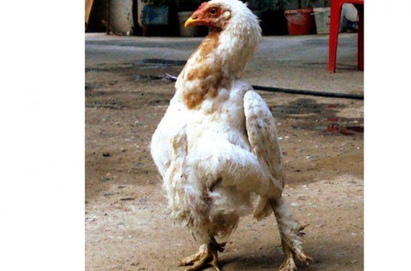 Birbirinden ilginç hayvanlar