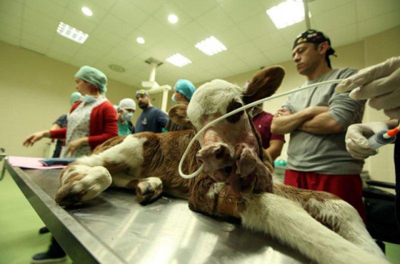 Birbirinden ilginç hayvanlar