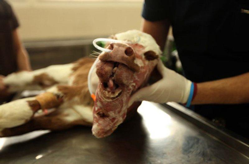 Birbirinden ilginç hayvanlar