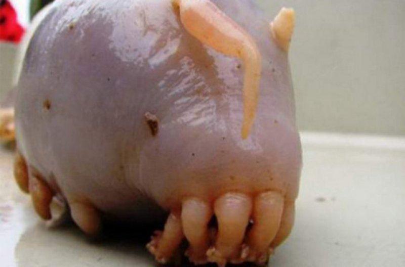 Birbirinden ilginç hayvanlar