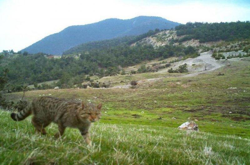 Birbirinden ilginç hayvanlar