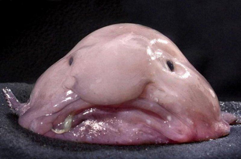 Birbirinden ilginç hayvanlar