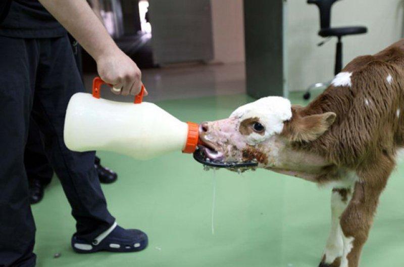 Birbirinden ilginç hayvanlar