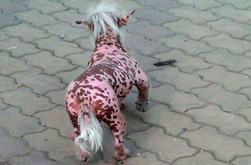 Birbirinden ilginç hayvanlar