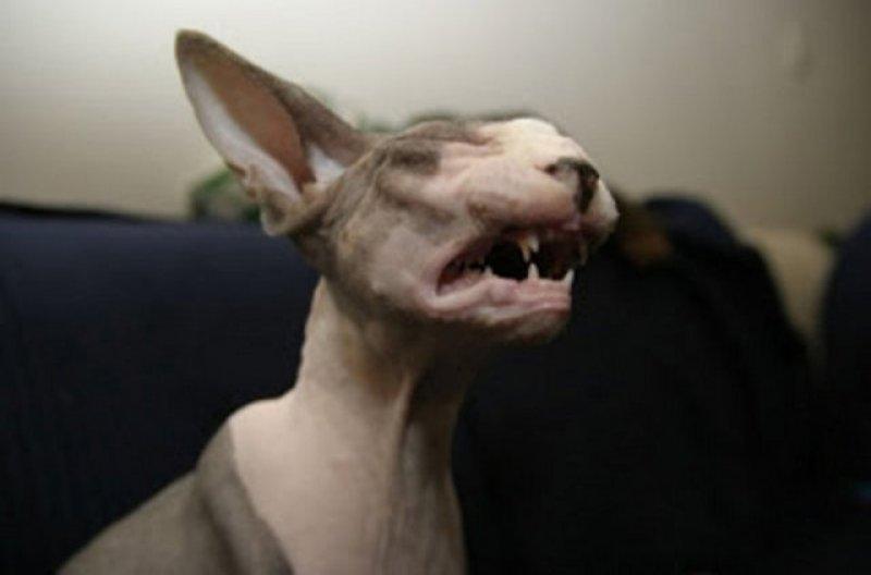 Birbirinden ilginç hayvanlar