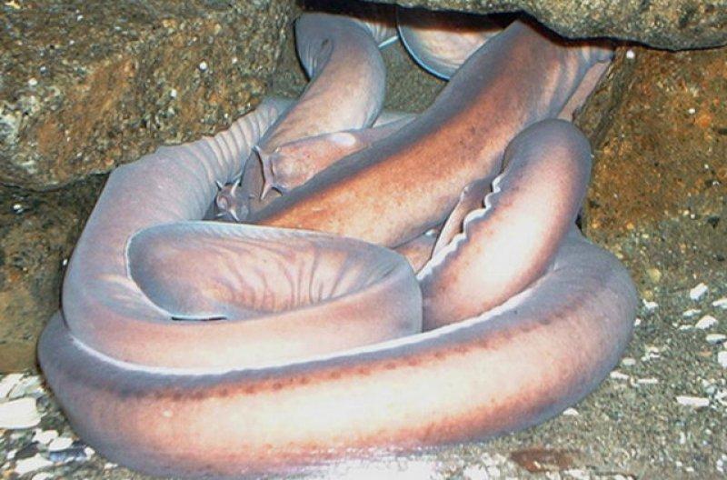 Birbirinden ilginç hayvanlar