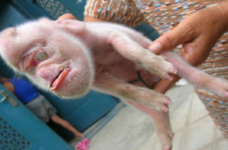 Birbirinden ilginç hayvanlar