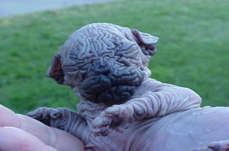 Birbirinden ilginç hayvanlar