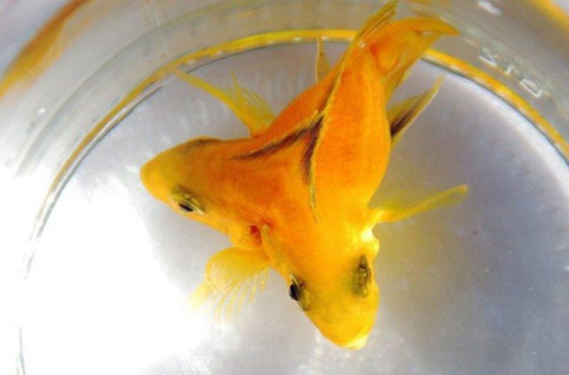 Birbirinden ilginç hayvanlar