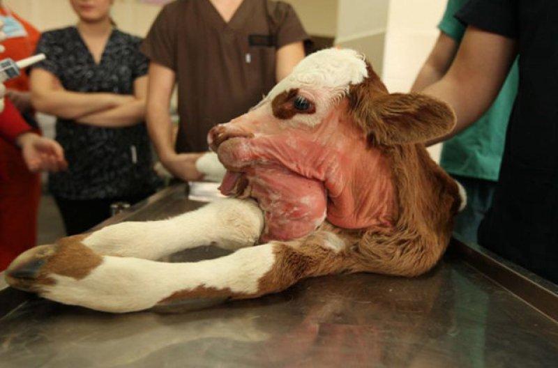 Birbirinden ilginç hayvanlar