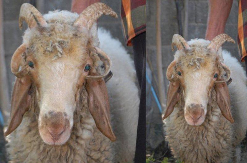 Birbirinden ilginç hayvanlar