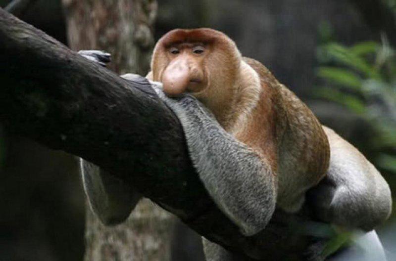 Birbirinden ilginç hayvanlar